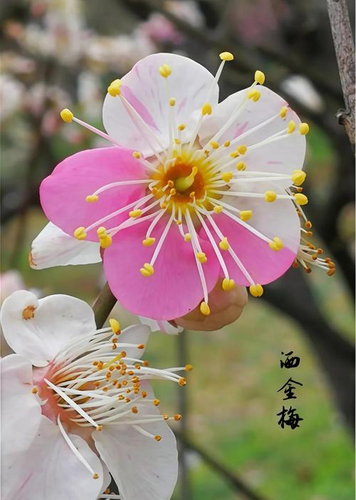 最耐寒的梅花品种是哪个?-第1张图片-宁夏农业信息网 最耐寒的梅花品种是哪个?-第1张图片-宁夏农业信息网