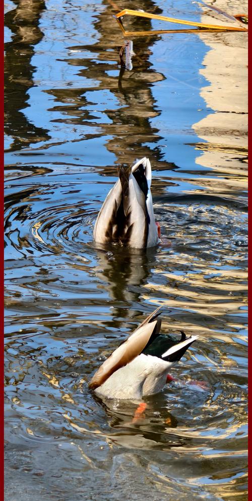 最耐寒的梅花品种是哪个?-第2张图片-宁夏农业信息网 最耐寒的梅花品种是哪个?-第2张图片-宁夏农业信息网