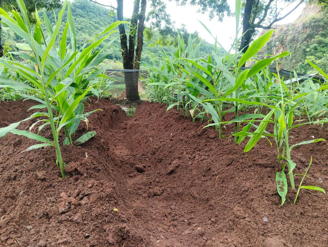 生姜大面积土壤种植怎么选地整地？-第1张图片-宁夏农业信息网