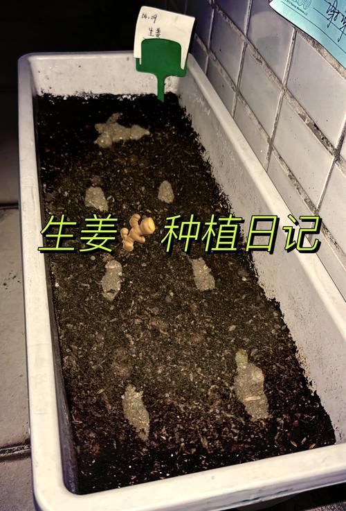 生姜大面积土壤种植怎么选地整地？-第3张图片-宁夏农业信息网