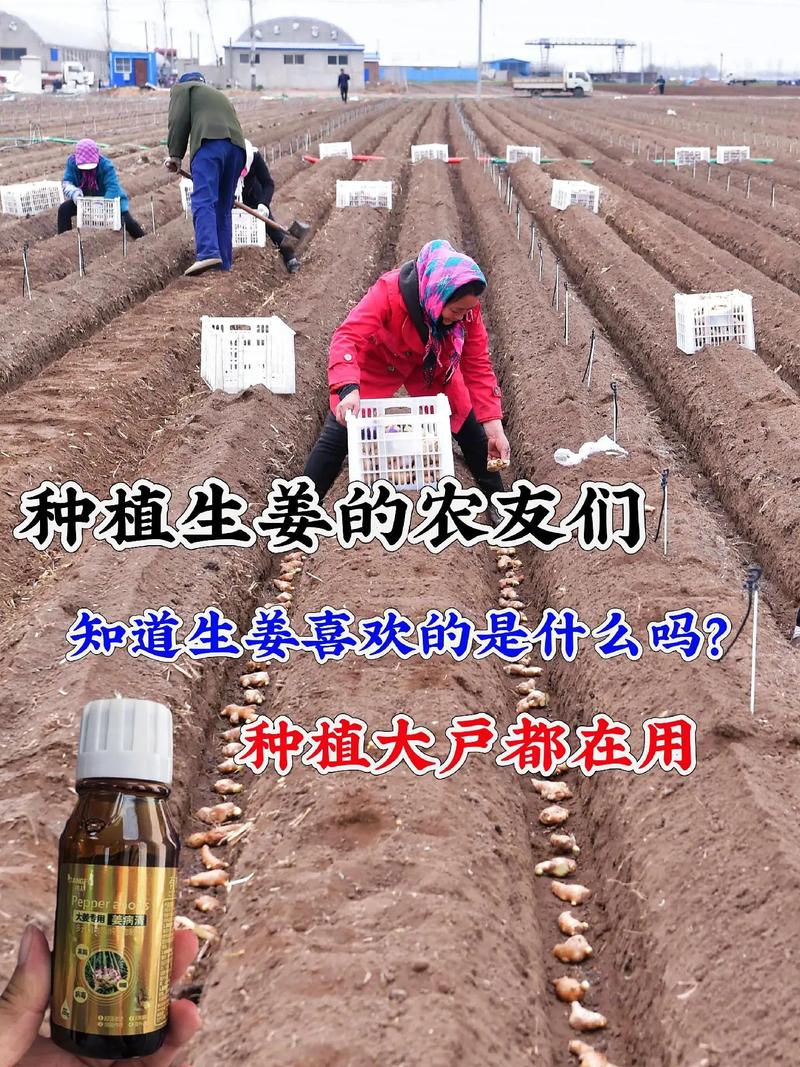 生姜大面积土壤种植怎么选地整地？-第2张图片-宁夏农业信息网