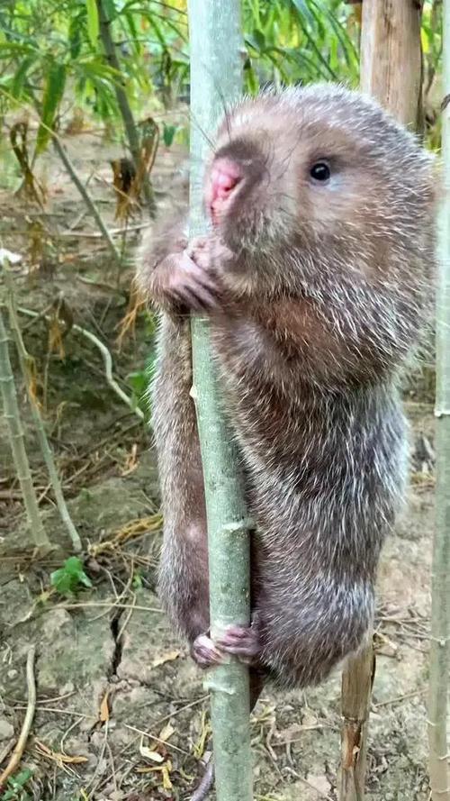 怎样寻找野外竹鼠的方法-第1张图片-宁夏农业信息网