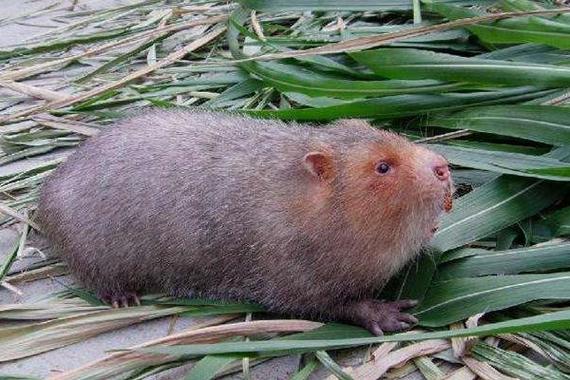 怎样寻找野外竹鼠的方法-第2张图片-宁夏农业信息网