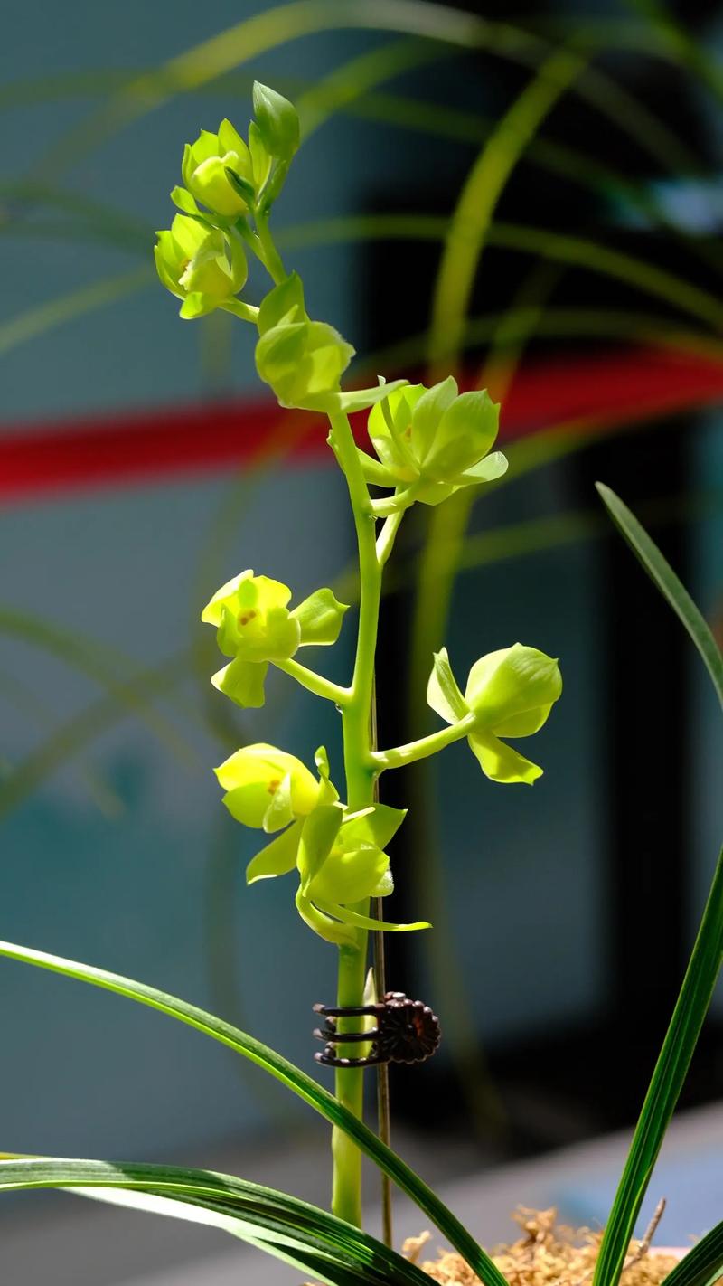 兰花鸿运素荷是何品种?-第1张图片-宁夏农业信息网 兰花鸿运素荷是何品种?-第1张图片-宁夏农业信息网