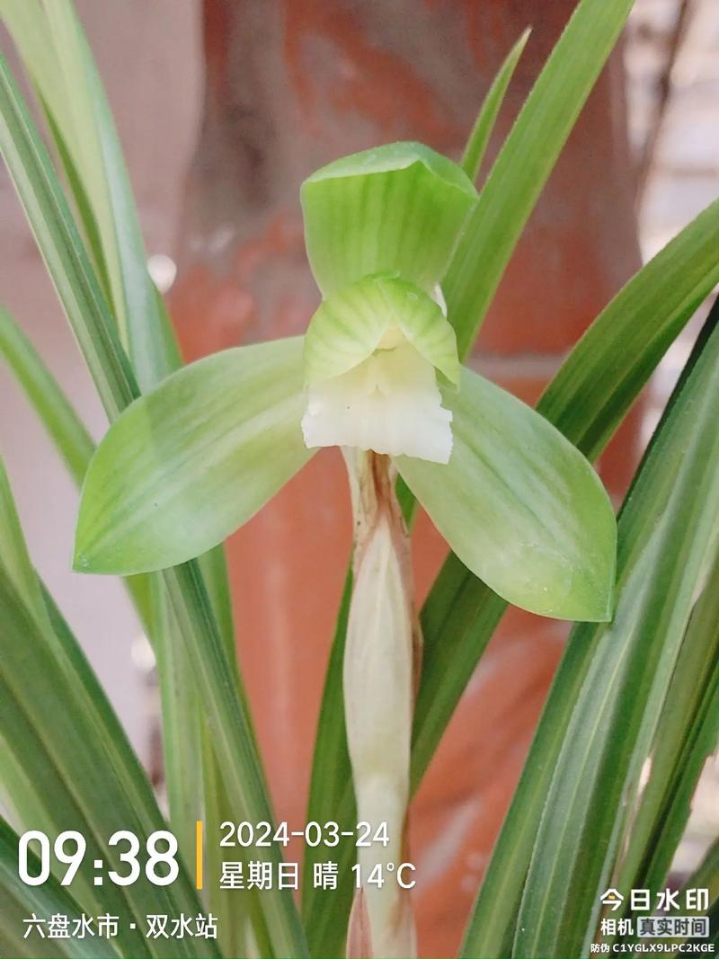 兰花鸿运素荷是何品种?-第2张图片-宁夏农业信息网 兰花鸿运素荷是何品种?-第2张图片-宁夏农业信息网