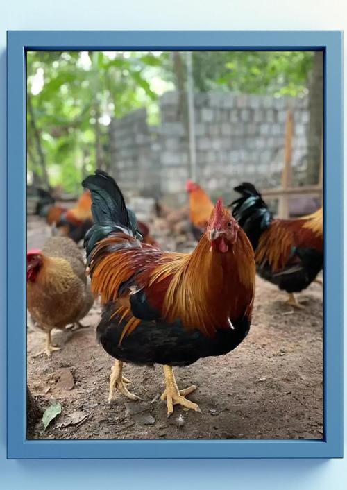 新手养鸡选什么品种鸡好-第1张图片-宁夏农业信息网