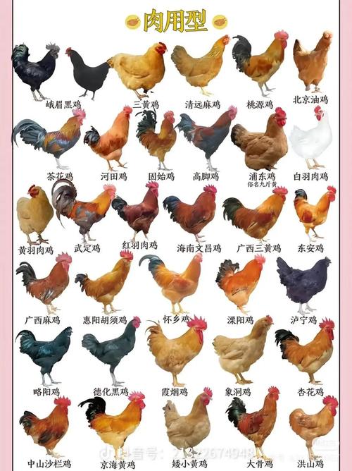 新手养鸡选什么品种鸡好-第2张图片-宁夏农业信息网