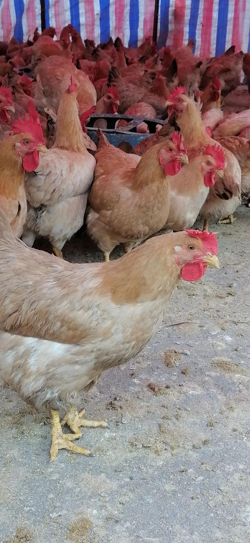 新手养鸡选什么品种鸡好-第3张图片-宁夏农业信息网