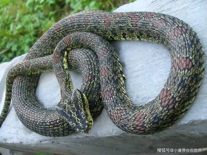 河南农村常见蛇类有哪些品种？-第1张图片-宁夏农业信息网