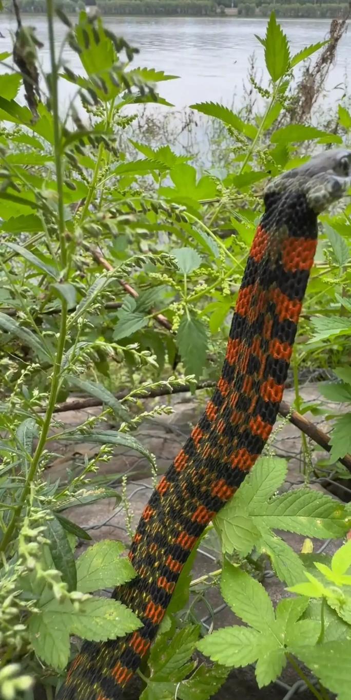 河南农村常见蛇类有哪些品种？-第3张图片-宁夏农业信息网