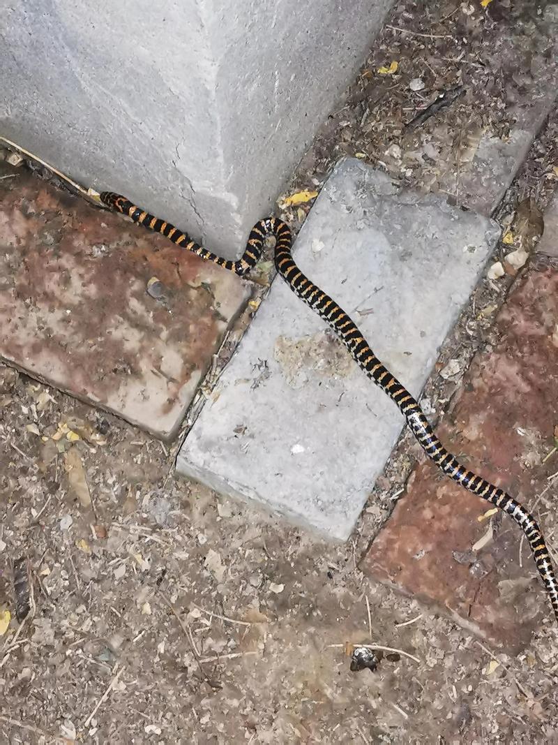 河南农村常见蛇类有哪些品种？-第2张图片-宁夏农业信息网