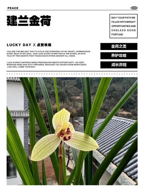 黄金荷是何种兰花品种？-第1张图片-宁夏农业信息网