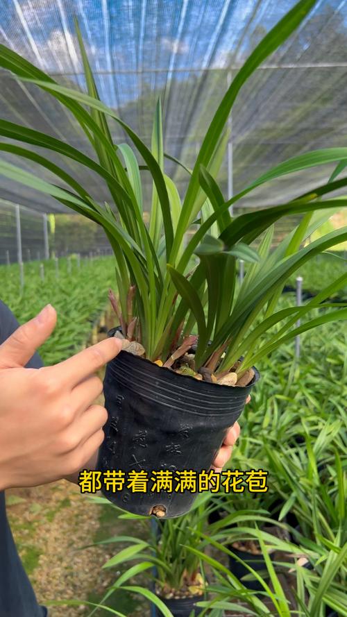 黄金荷是何种兰花品种？-第3张图片-宁夏农业信息网