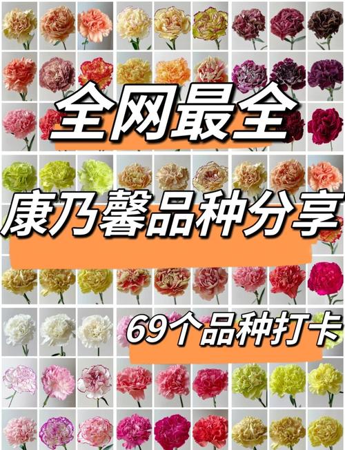 康乃馨品种多样，图片名字如何区分？-第1张图片-宁夏农业信息网
