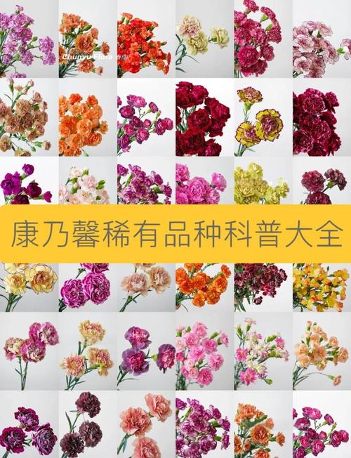 康乃馨品种多样，图片名字如何区分？-第2张图片-宁夏农业信息网