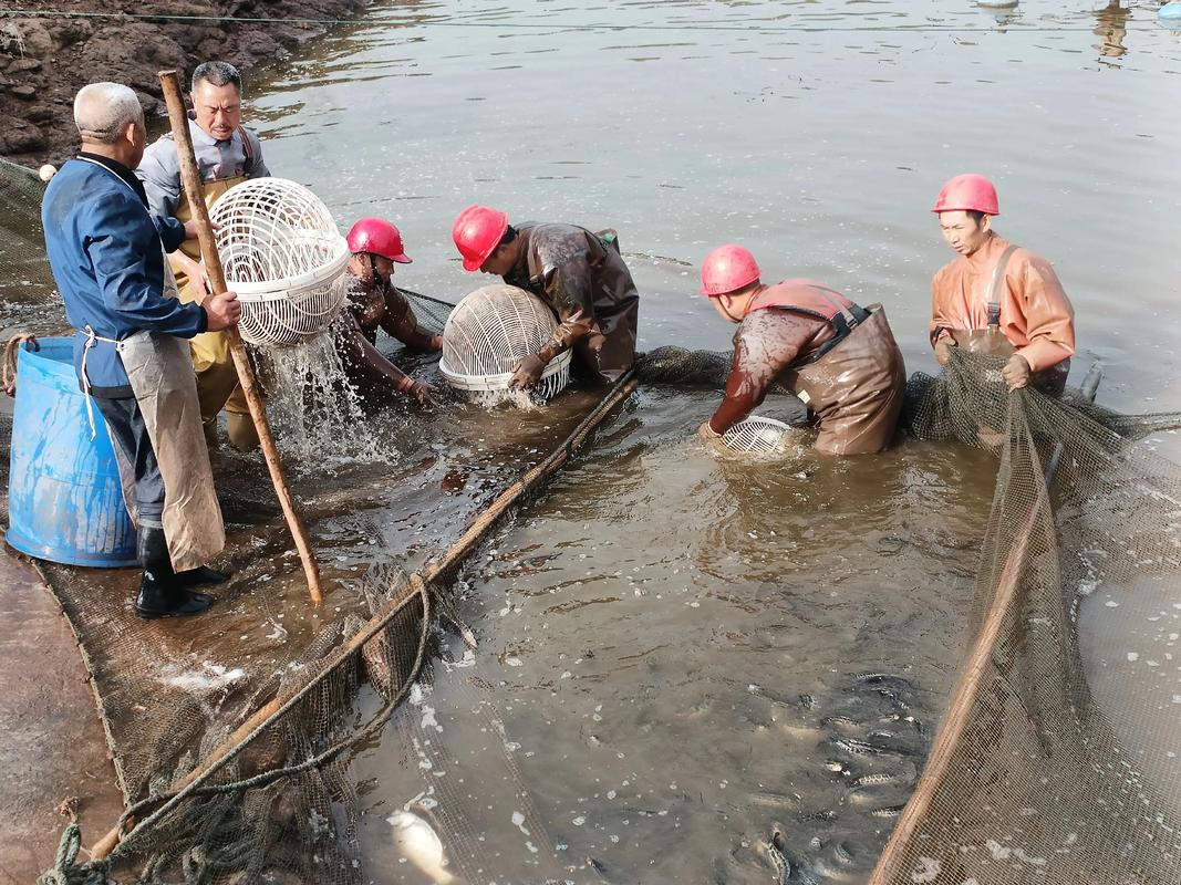 以色列水产养殖起源于何时何地？-第1张图片-宁夏农业信息网