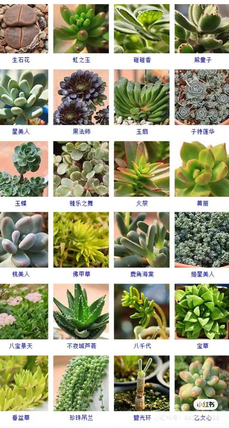 多肉花品种名称大全有哪些？-第1张图片-宁夏农业信息网