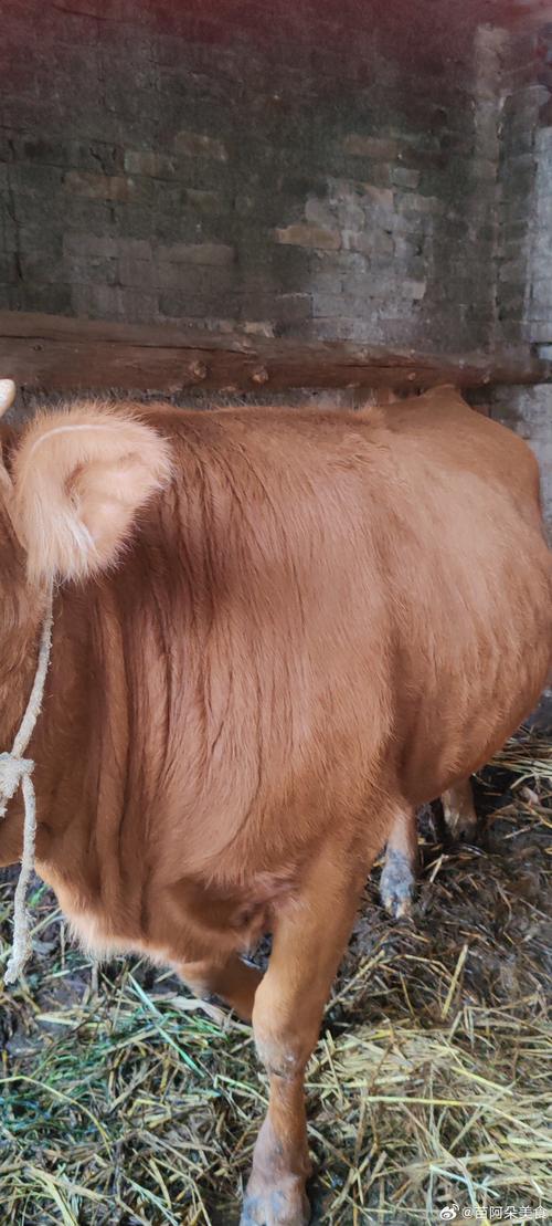 贵州牛品种哪个最好？附图片对比看优劣。-第1张图片-宁夏农业信息网