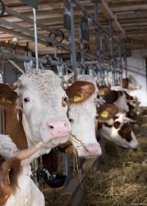 东北适合养什么品种的牛？-第1张图片-宁夏农业信息网
