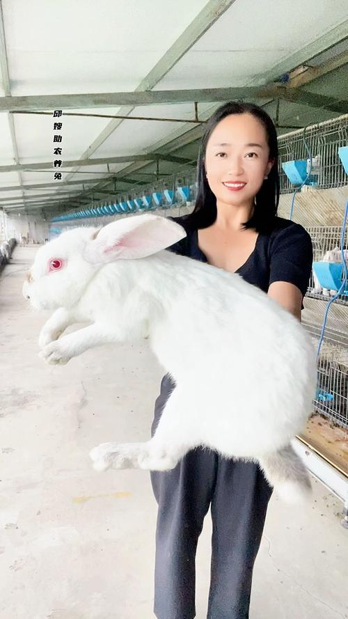 农村养兔选什么品种合适？-第2张图片-宁夏农业信息网