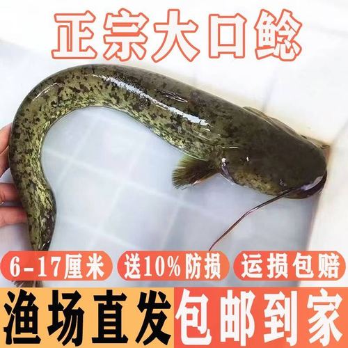 养殖二须鲶鱼是哪个品种？-第1张图片-宁夏农业信息网