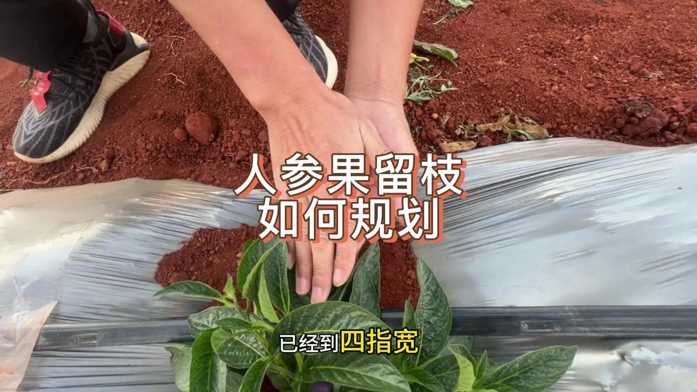 人参果修剪方法图解视频怎么做？-第1张图片-宁夏农业信息网