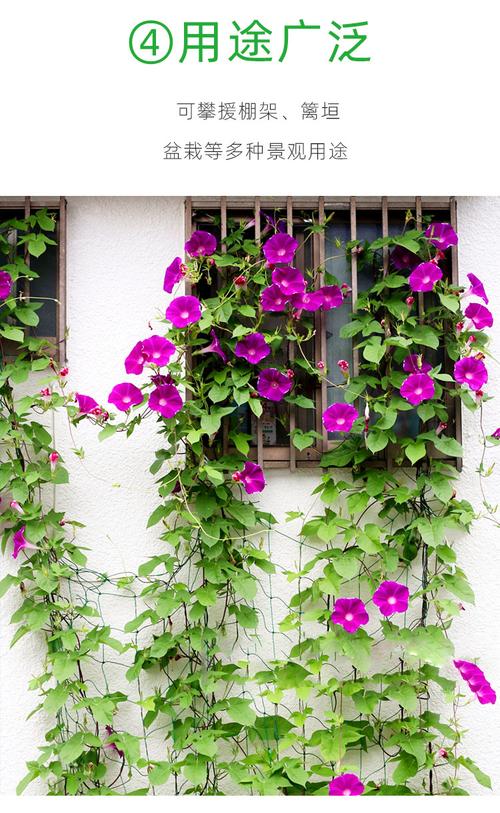 大花牵牛有哪些热门品种？-第1张图片-宁夏农业信息网