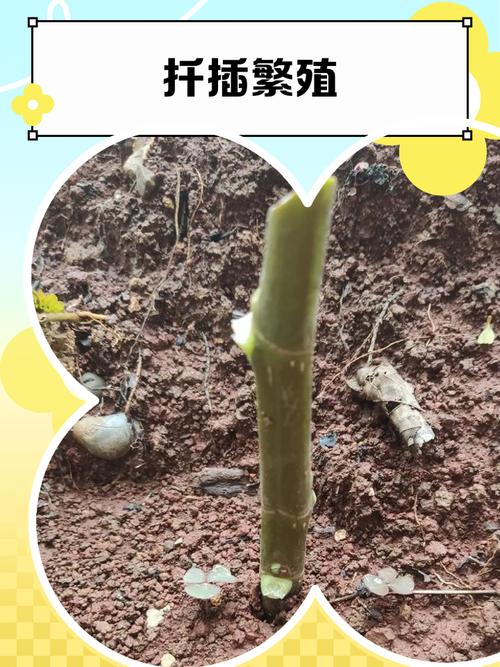 南洋杉扦插怎么繁殖？图解步骤是什么？-第1张图片-宁夏农业信息网