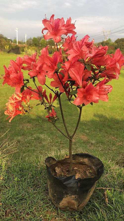 北方露天栽种的杜鹃品种-第2张图片-宁夏农业信息网