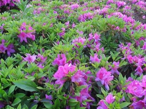 北方露天栽种的杜鹃品种-第3张图片-宁夏农业信息网