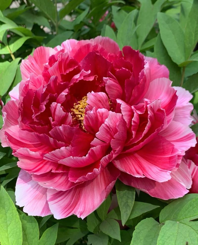 适合云南栽种的牡丹品种-第1张图片-宁夏农业信息网 适合云南栽种的牡丹品种-第1张图片-宁夏农业信息网