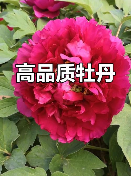 适合云南栽种的牡丹品种-第2张图片-宁夏农业信息网 适合云南栽种的牡丹品种-第2张图片-宁夏农业信息网