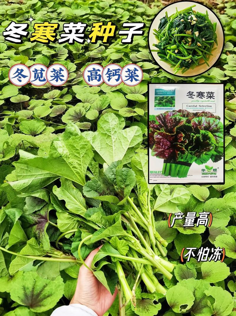 冬天适合种哪些蔬菜？-第3张图片-宁夏农业信息网