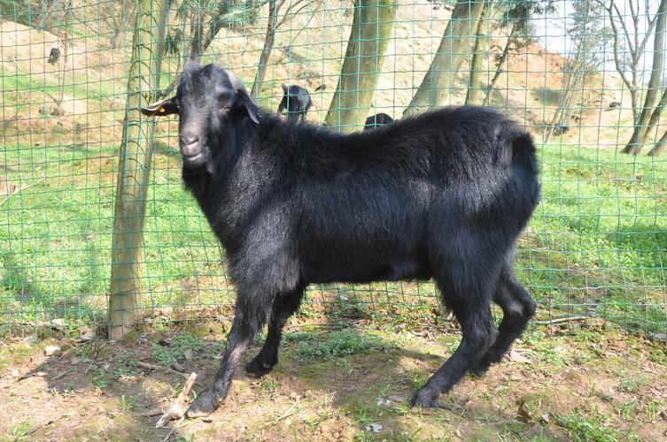 湖南适合养殖哪些山羊品种？-第1张图片-宁夏农业信息网