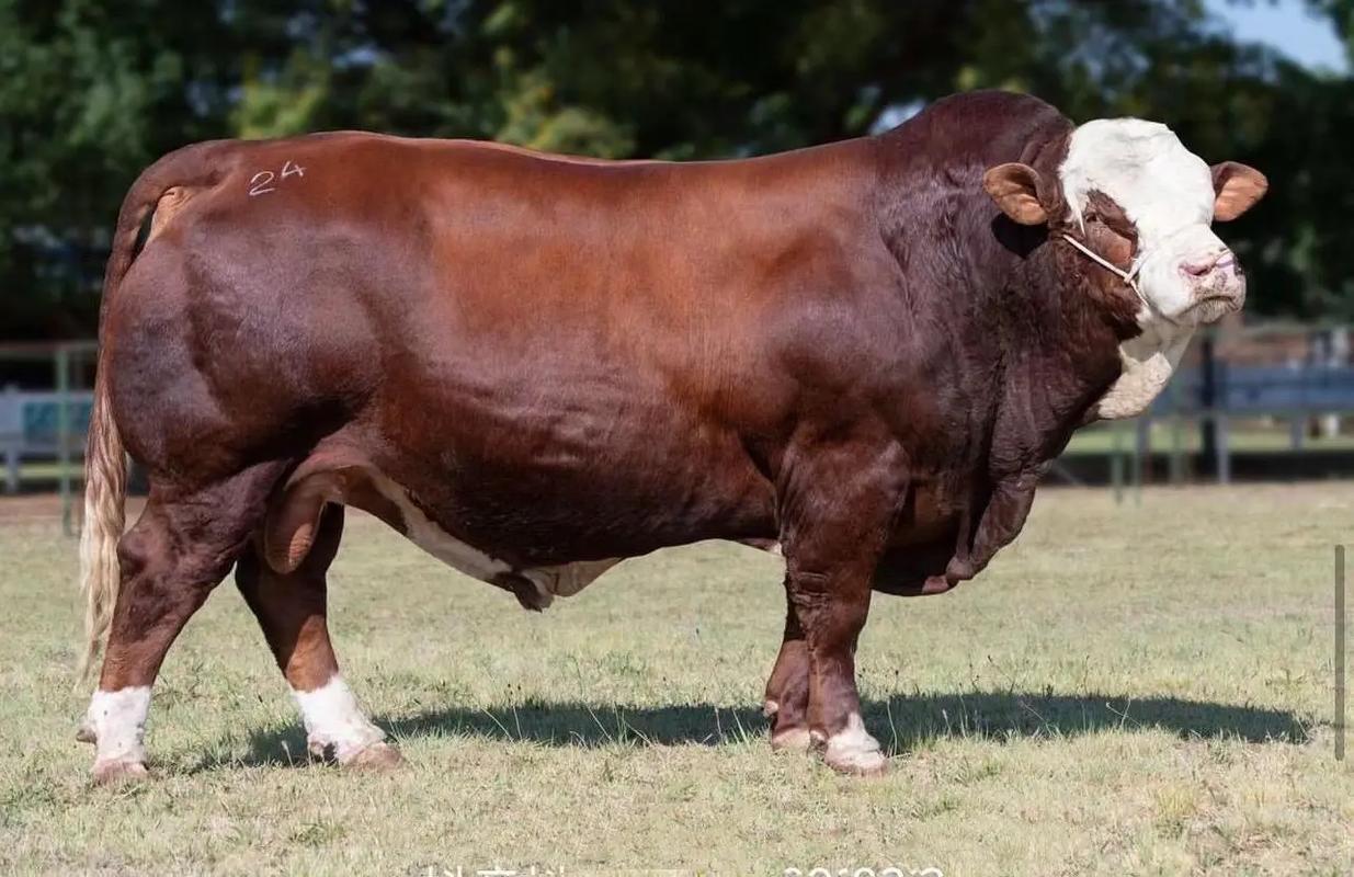 西门塔尔牛的品种有多少-第2张图片-宁夏农业信息网