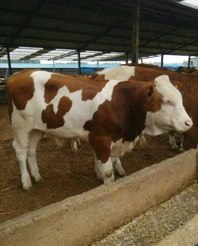 西门塔尔牛的品种有多少-第3张图片-宁夏农业信息网