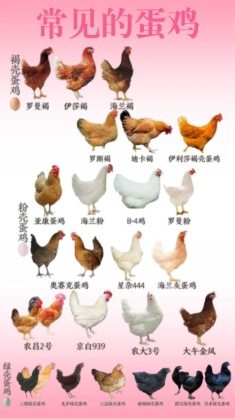 星杂288蛋鸡品种有何特点与优势？-第1张图片-宁夏农业信息网