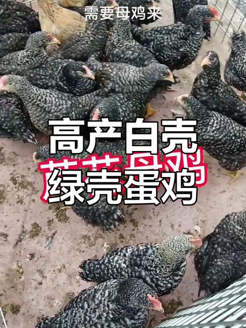 星杂288蛋鸡品种有何特点与优势？-第3张图片-宁夏农业信息网