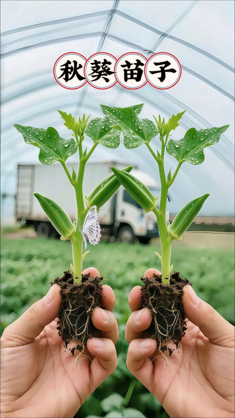 秋葵育苗方法有哪些注意事项？-第1张图片-宁夏农业信息网