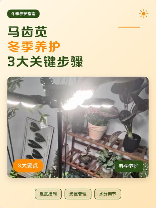 马齿苋冬季怎么修剪?图解方法是什么?-第1张图片-宁夏农业信息网 马齿苋冬季怎么修剪?图解方法是什么?-第1张图片-宁夏农业信息网