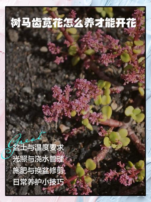 马齿苋冬季怎么修剪?图解方法是什么?-第2张图片-宁夏农业信息网 马齿苋冬季怎么修剪?图解方法是什么?-第2张图片-宁夏农业信息网