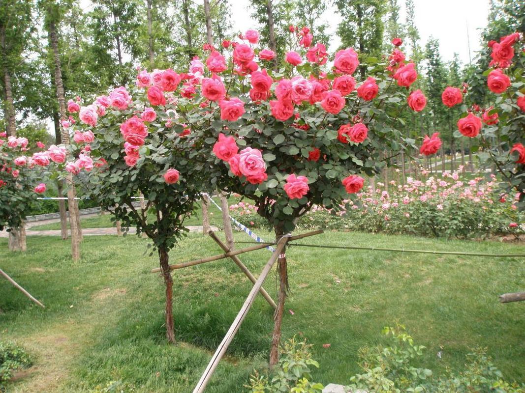 树状月季抗病品种有哪些？-第1张图片-宁夏农业信息网