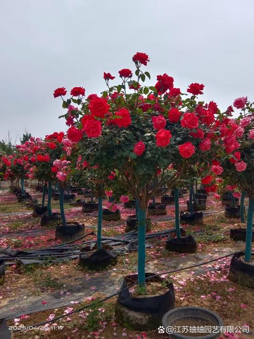 树状月季抗病品种有哪些？-第2张图片-宁夏农业信息网