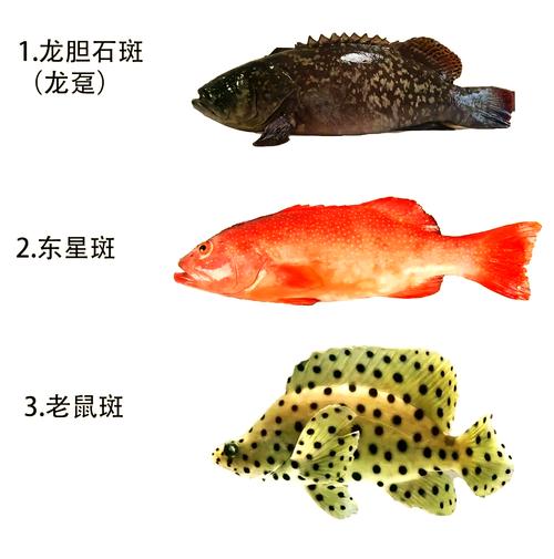 水产养殖常见养鱼品种有哪些？-第2张图片-宁夏农业信息网