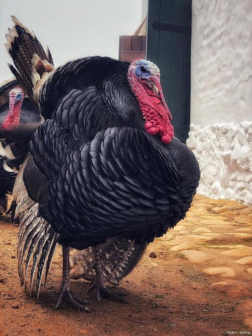 火鸡哪个品种最易养？-第1张图片-宁夏农业信息网