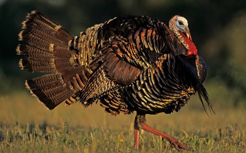 火鸡哪个品种最易养？-第2张图片-宁夏农业信息网