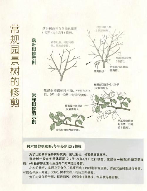 樱花树冬天修剪方法图解-第3张图片-宁夏农业信息网