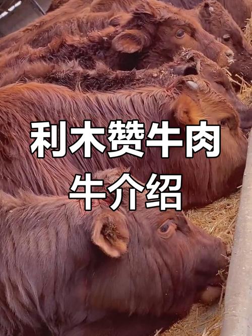 国外顶级肉牛品种有哪些？-第3张图片-宁夏农业信息网