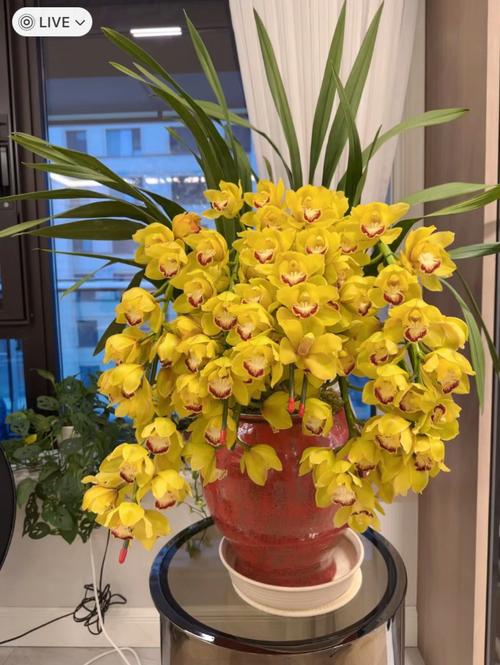 大花蕙兰怎么摆？这些禁忌别忽略！-第2张图片-宁夏农业信息网