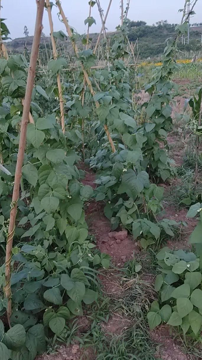 冷棚早春长豆角怎么种？高产关键在哪？-第1张图片-宁夏农业信息网